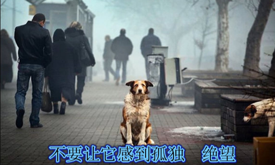 孝感爱影圈微博微信转发案例